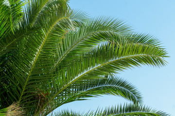 Naklejka premium Palm tree on blue sky background. Summer vacation concept