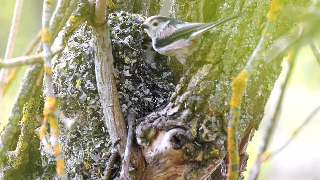 Long-tailed tit (Aegithalos caudatus) enters the nest with food