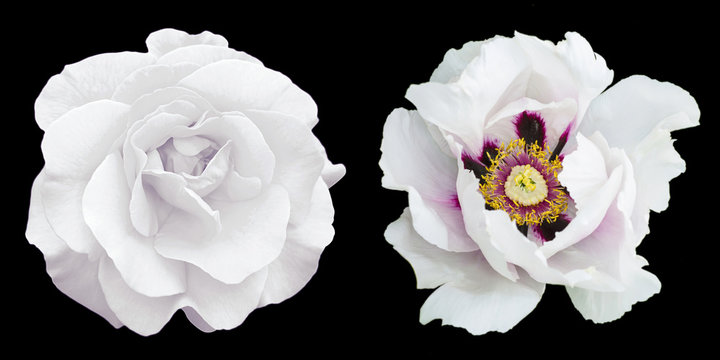 Tender white rose and peony flowers macro isolated on black. High detailed stock photo