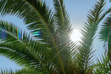 Fototapeta na wymiar Palm tree with sun rays and blue sky background. Summer vacation concept