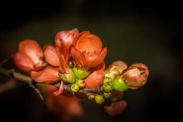 czerwony kwiaty pigwowca © Henryk Niestrój