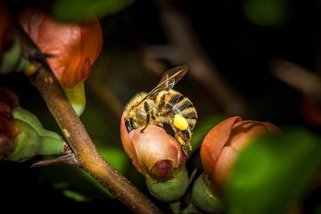 pszczoła zapyla kwiaty pigwowca