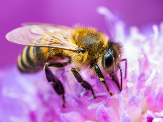 Honey Bee Insect Pollinating Clover Flower