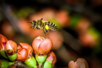 pszczoła zapyla kwiaty pigwowca © Henryk Niestrój