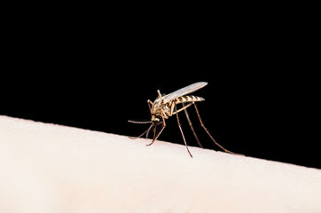 Encephalitis, Yellow Fever, Malaria Disease or Zika Virus Infected Culex Mosquito Parasite Insect Macro Isolated on Black Background