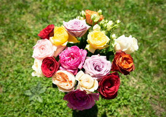 Beautiful red, yellow, pink, orange and white roses in the garden