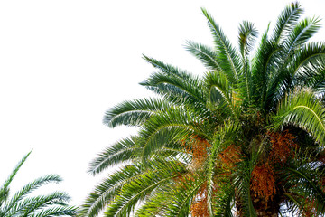 Fototapeta na wymiar Palm tree isolated on white. Summer vacation concept