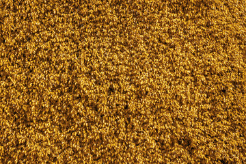Texture of orange leaves natural wall. Grass wall for backdrop design and eco  die-cut for artwork