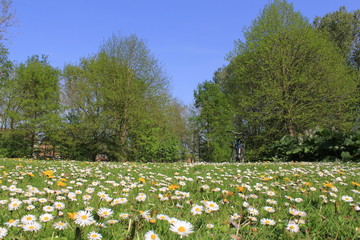 a green field with lots of white daisies and big fresh green trees and a blue sky in the background