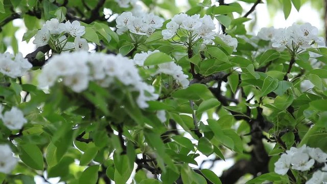 Blooming branch of pear tree in spring with light wind. Blossoming pear with beautiful white flowers, selective focus. Full HD video, 59.97 fps