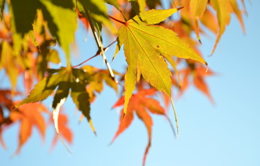 Herbstblätter in der Abendsonne vor blauen Himmel
