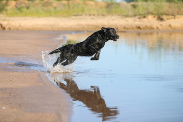 Labrador springt ins Wasser