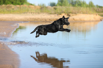 Labrador springt ins Wasser