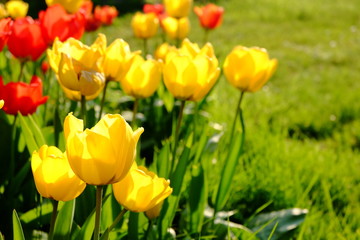 Fototapeta premium 2019 04 - Tulipe 18