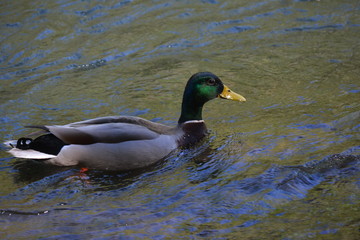 Mallards by the water