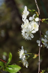 Cherry blossoms in berry garden on a sunny day