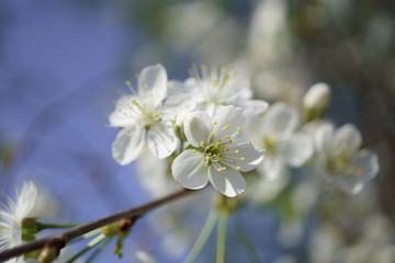 Fototapeta premium Wiśniowe kwiaty w ogrodzie jagód w słoneczny dzień