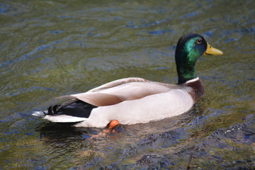 Mallards by the water