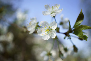 Fototapeta premium Cherry blossoms in berry garden on a sunny day