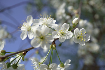 Cherry blossoms in berry garden on a sunny day