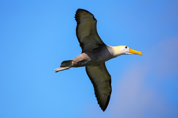 Waved albatross in flight on Espanola Island, Galapagos National park, Ecuador