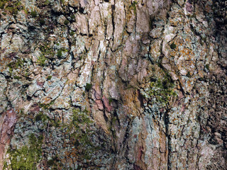 old brown beech tree bark with rough texture and green moss and lichen