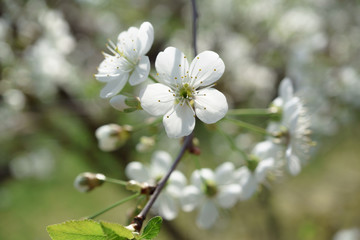 Cherry blossoms in berry garden on a sunny day