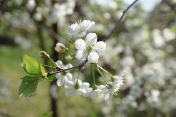 Cherry blossoms in berry garden on a sunny day