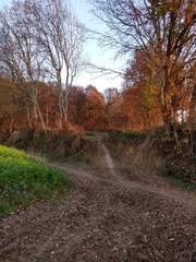 Woods in fall