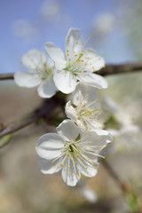 Cherry blossoms in berry garden on a sunny day