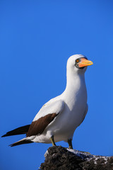 Nazca booby on Espanola Island, Galapagos National park, Ecuador.