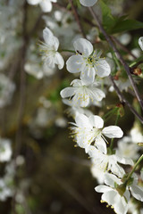 Cherry blossoms in berry garden on a sunny day