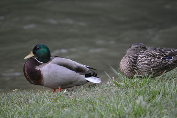 Obraz premium Mallards by the water