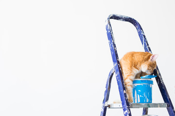 Repair, painting the walls, the cat sits on the stepladder. Funny picture with copy space