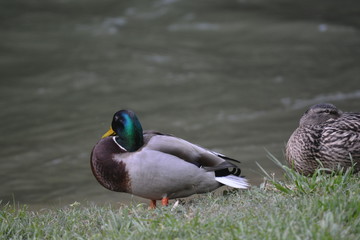 Mallards by the water