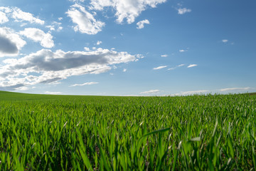 Campo de cultivo verde intenso y un bonito cielo azul con nubes. Primavera. 