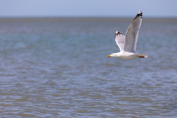 Möve auf dem Meer zwischen Norderney und Baltrum
