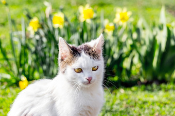 Plakat White cat on the background of yellow daffodils in the garden in sunny weather_