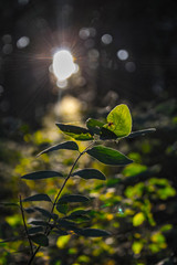 tree with green leaves