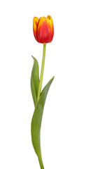 Beautiful red and yellow tulip