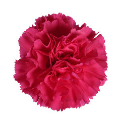 Beautiful red carnation flower