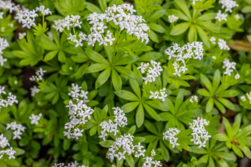 Blühender Waldmeister