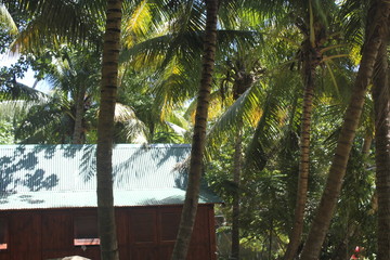 North island seychelles beach Indian Ocean palms