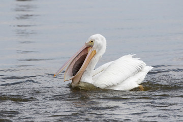Fototapeta na wymiar Adult White Pelican in a Florida Wetland