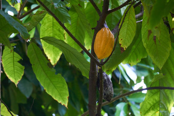 Kakaofrüchte an Baum Grün und Gelb