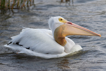 Fototapeta na wymiar Adult White Pelican in a Florida Wetland