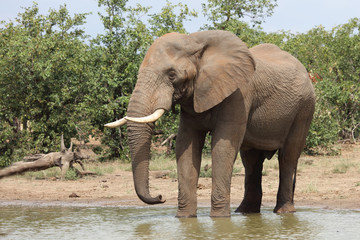 Obraz premium Słoń afrykański / słoń afrykański / Loxodonta africana