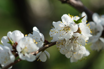Japanese apricot flowers. Prunus mume tree in full bloom. Sunlit flowers of white color in the light of setting sun in early spring evening