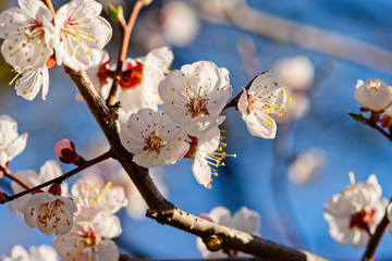 Japanese apricot flowers. Prunus mume tree in full bloom. Sunlit flowers of white color in the light of setting sun in early spring evening