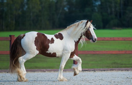 Irish cob stallion